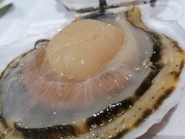 北海道噴火湾産「殻付きホタテ」1個