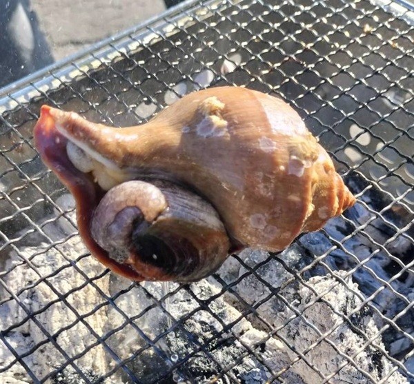 北海道噴火湾産「特大つぶ貝」1個